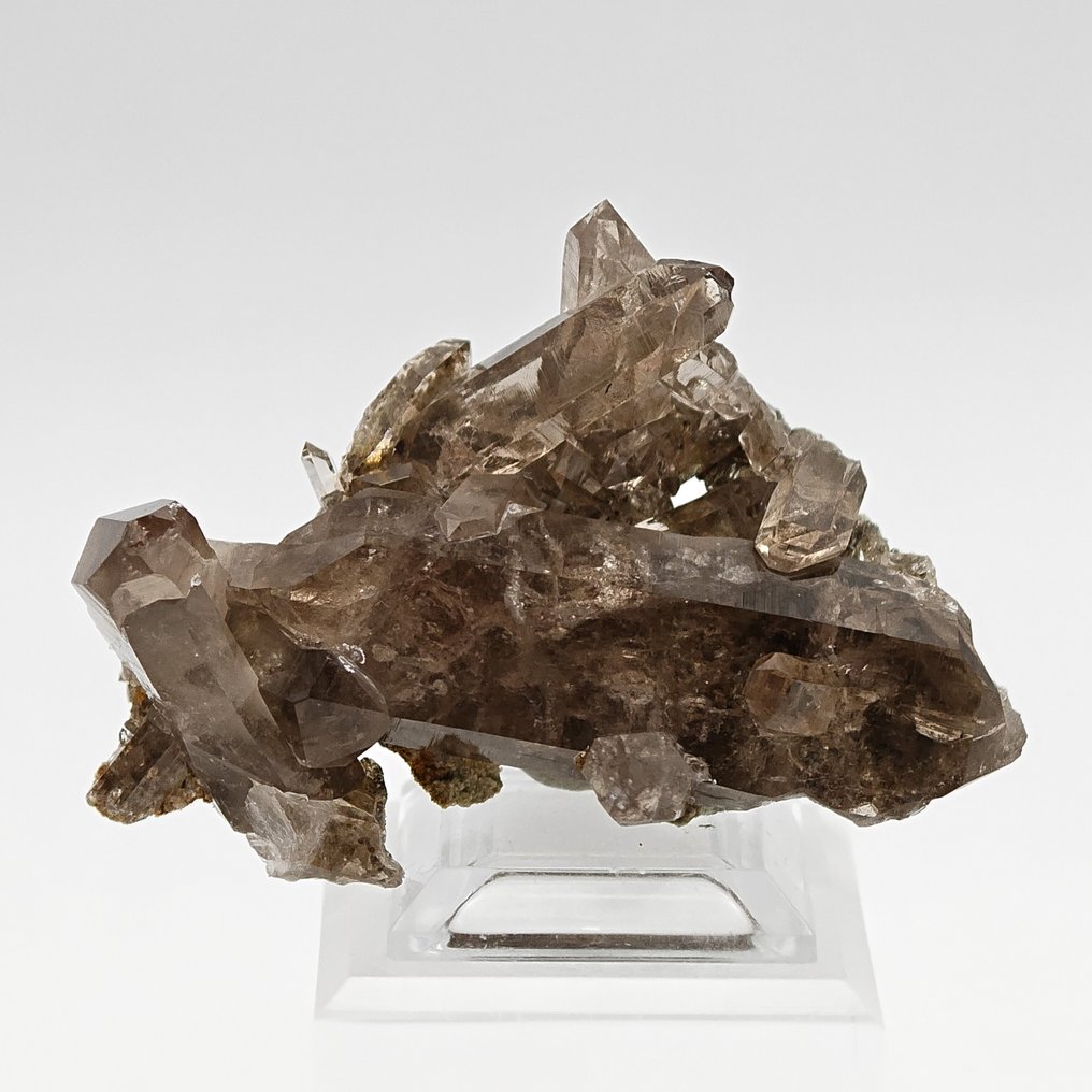 QUARZO FUMÈ, Colore intenso, Svizzera! Cristalli su matrice - Altezza: 65 mm - Larghezza: 50 mm- 42 g #2.1