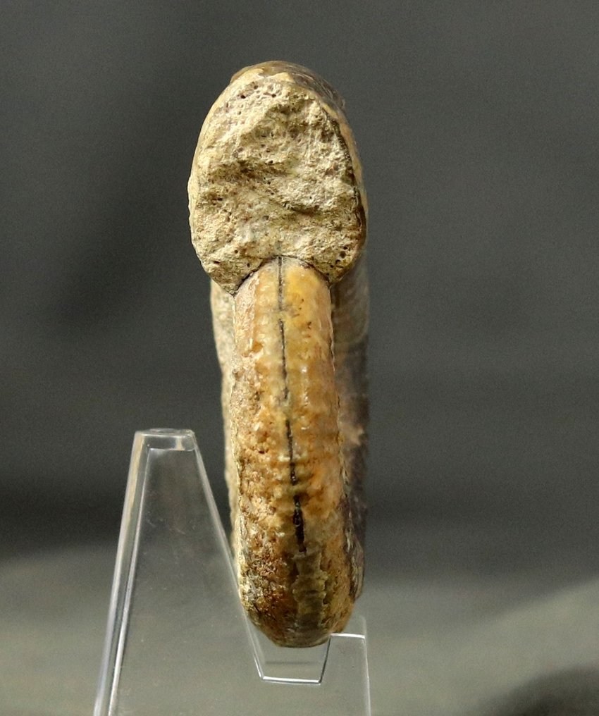 Zorgvuldig voorbereide Bathoniaanse ammoniet. - Gefossiliseerd dier - Siemiradzkia aurigerus - 6.3 cm (Zonder Minimumprijs) #4.3