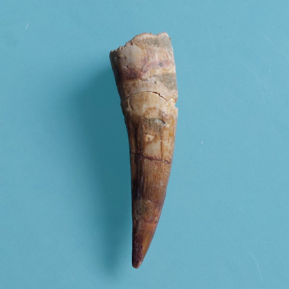 Dinosaur - Fossil tooth - Spinosaurus aegyptiacus - 80 mm - 22 mm #2.1