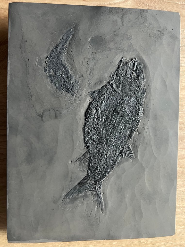 Fossilised animal - Asialepidotus shingyiensis - 23.6 cm - 17.5 cm #1.0