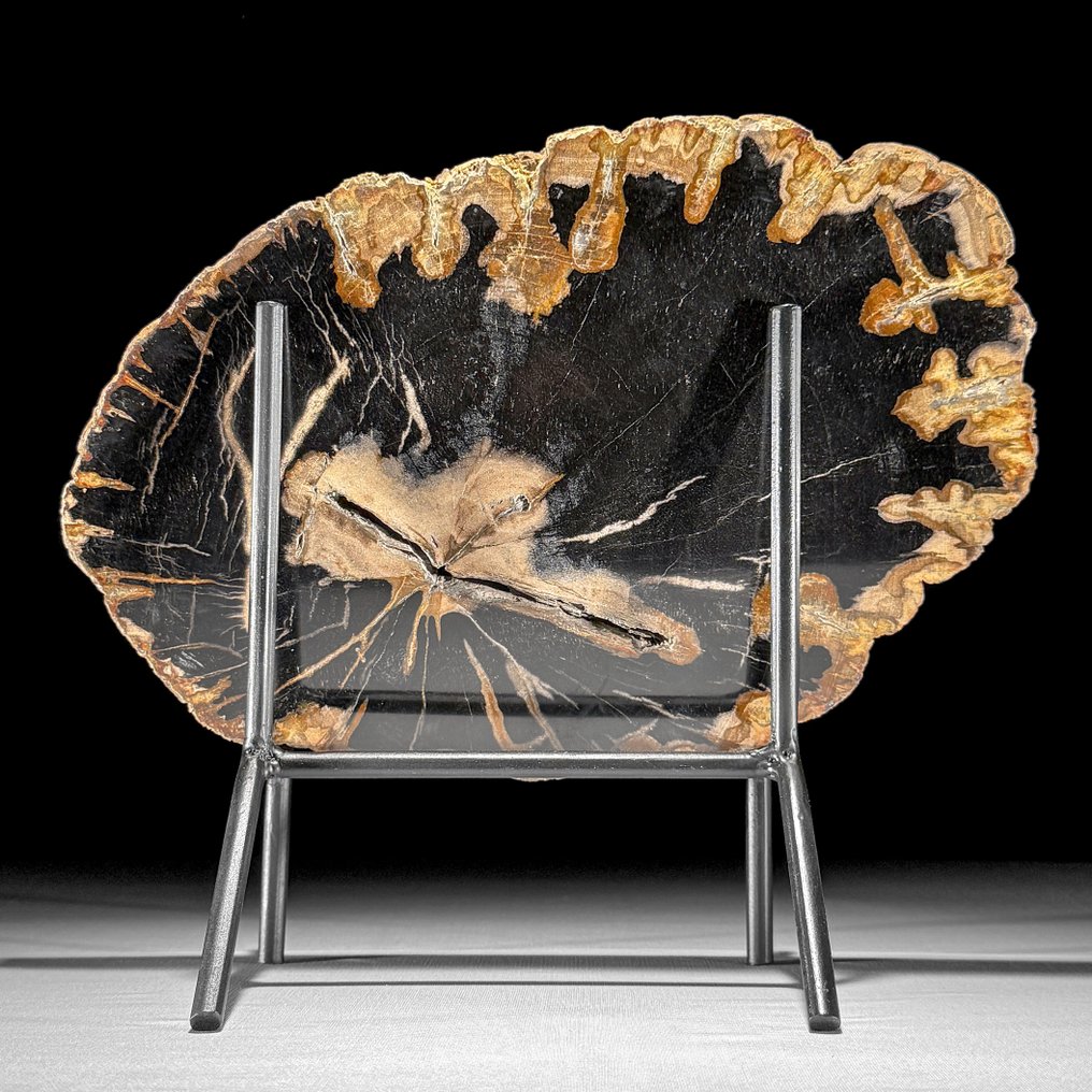 Stunning Slice of Petrified Wood on a custom stand - Fossilised wood - 24 cm - 27.7 cm (No Reserve Price) #1.0