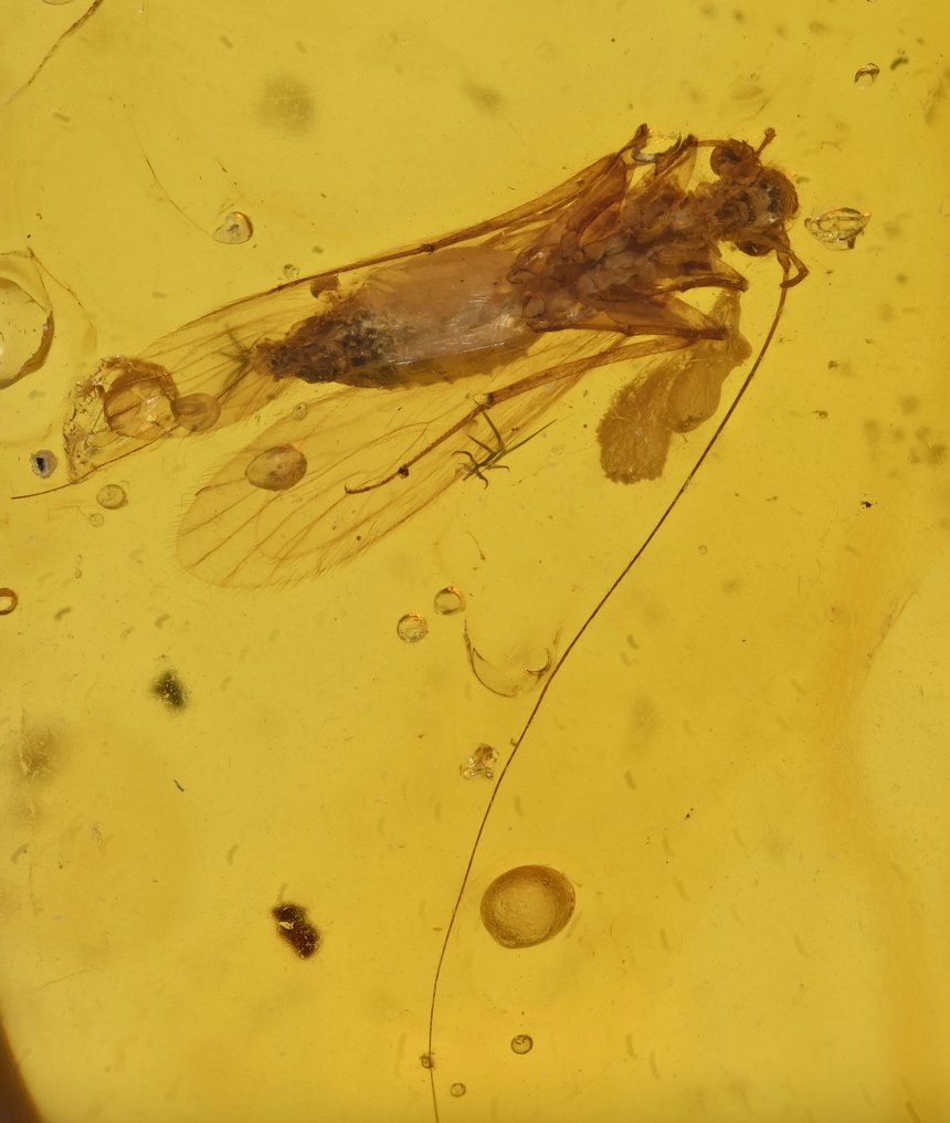 Burmesisk bärnsten - Fossil cabochon - with Detailed Psocoptera (Booklice) fossil insect inclusion (Utan reservationspris) #1.0