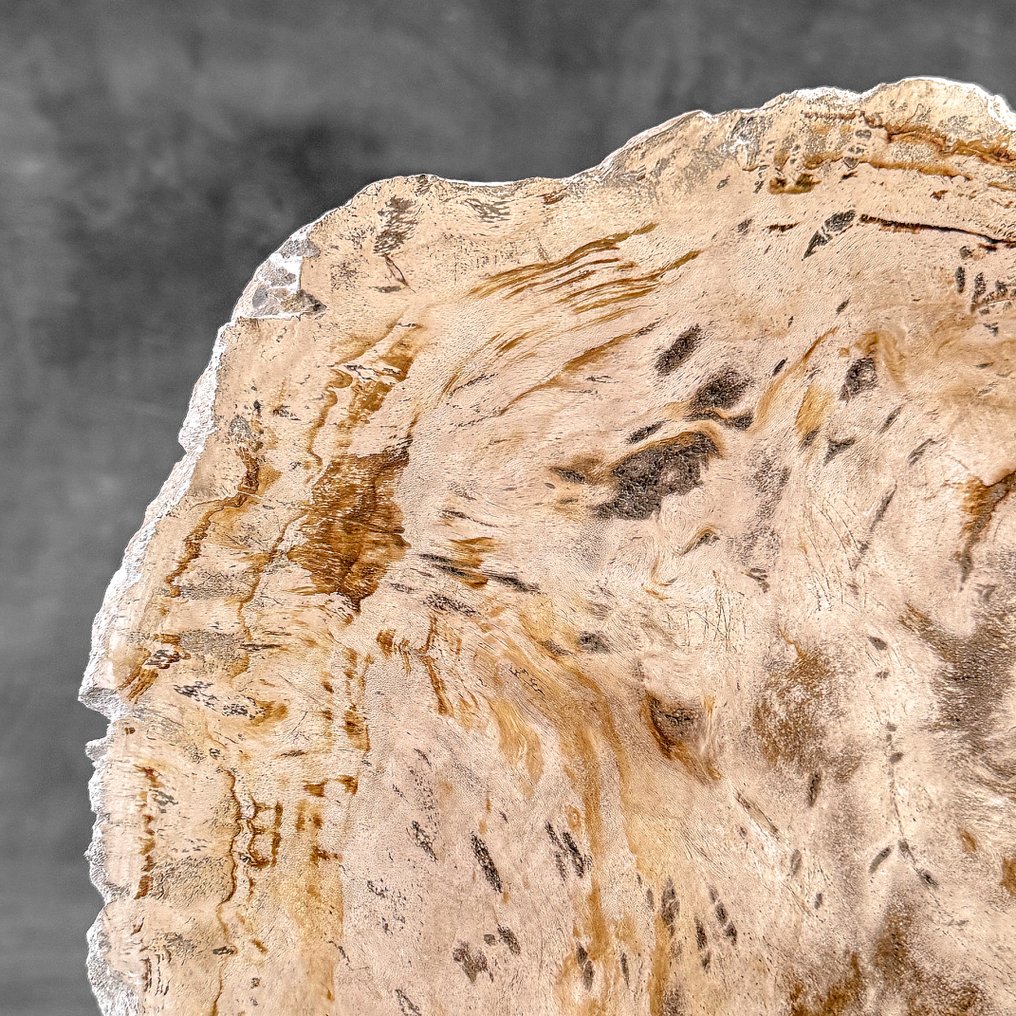 奇妙的化石木切片，配有定制底座 - 化石木材  (没有保留价) #3.2