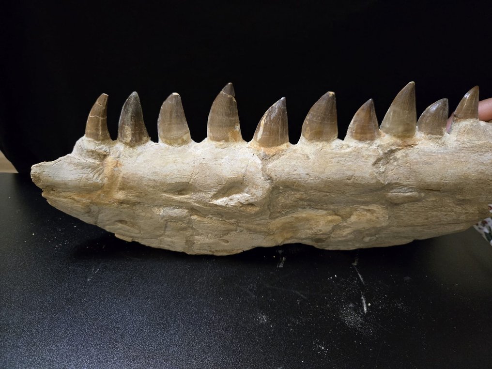 Mosasaur - Fossilised jaw - 39 cm - 14 cm #1.0