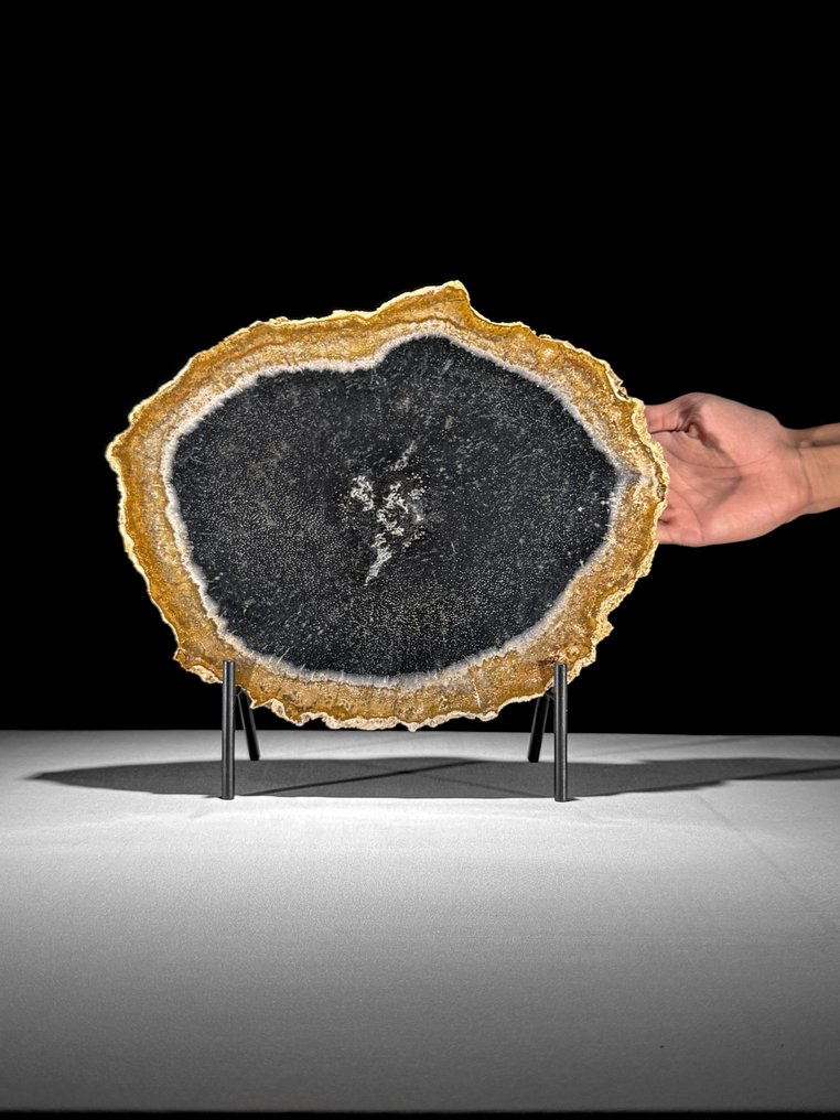 Stunning Slice of Petrified Palm Root on a custom stand - Fossilised wood - Palma Fossile - 31.2 cm - 34.2 cm (No Reserve Price) #1.0