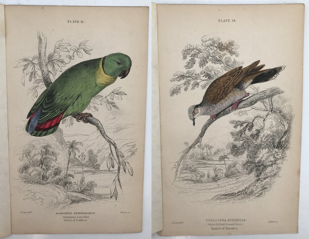 William Jardine - Collection of 26 Hand Coloured Plates - Birds (Hummingbirds) - Jardine's Naturalists Library. - 1830 #2.1