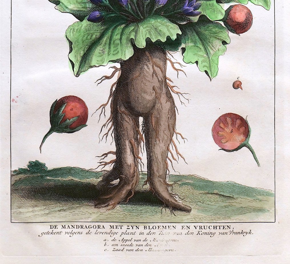 Calmet, Starck-Man (XVIII) - De Mandragora met zyn bloemen en Vruchten #2.1