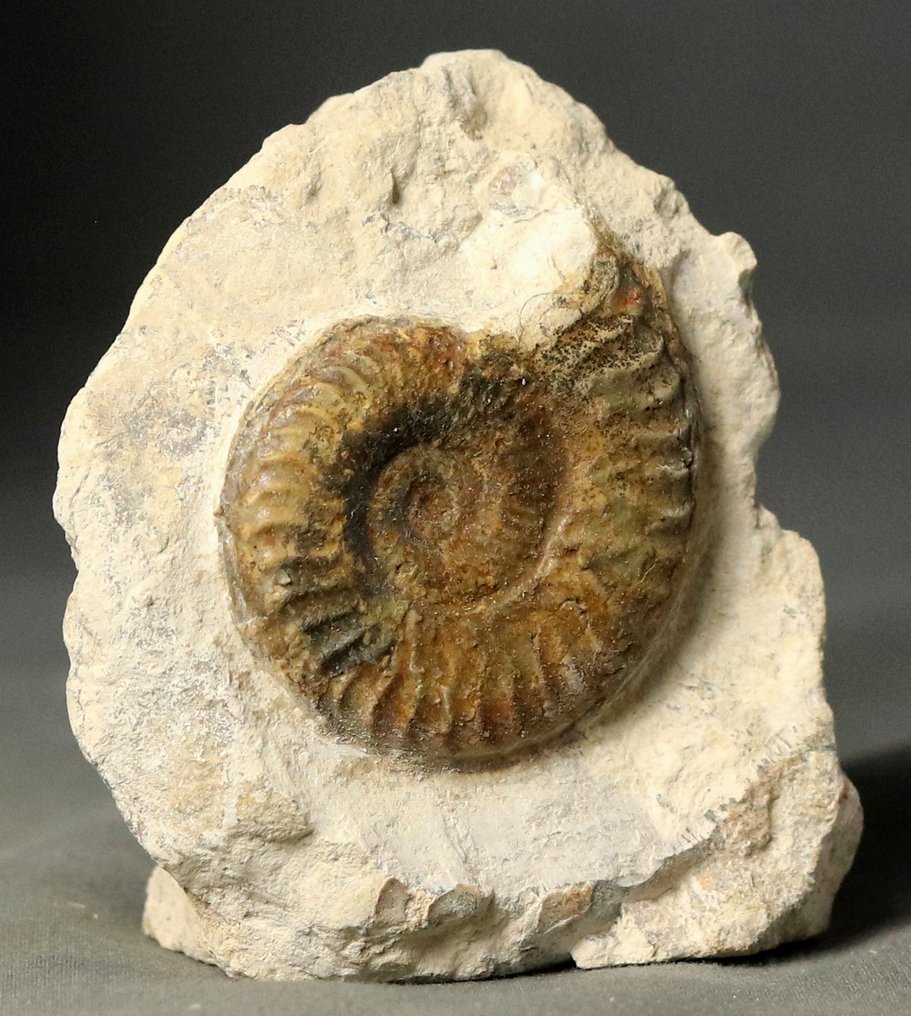 Fine Ammonite with nice colors - Self standing - Fossilised animal - Grammoceras thouarcense (No Reserve Price) #3.2