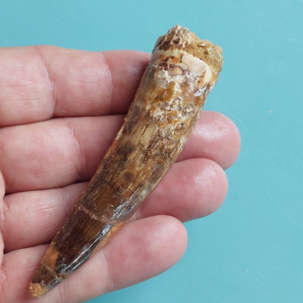 Dinosaur - Fossil tooth - Spinosaurus aegyptiacus - 93 mm - 22 mm #1.0