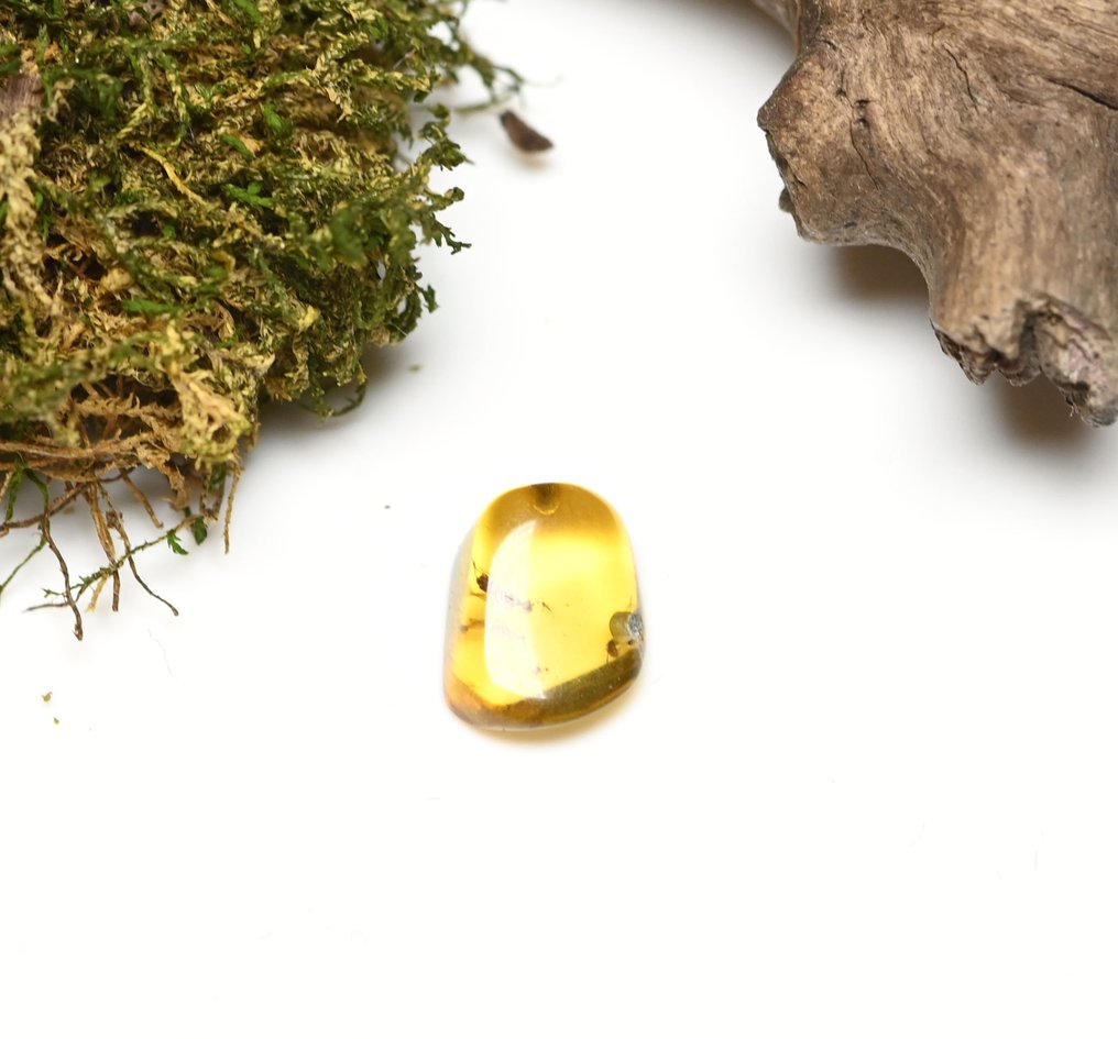 Burmesisk bärnsten - Fossil cabochon - with Detailed Hymenoptera (Wasp) fossil insect inclusion  (Utan reservationspris) #2.1