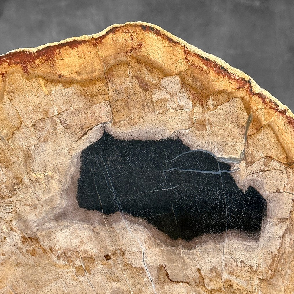 Belle tranche de bois pétrifié sur un support personnalisé. - Bois fossilisé - 25.2 cm - 28 cm (Sans Prix de Réserve) #4.3