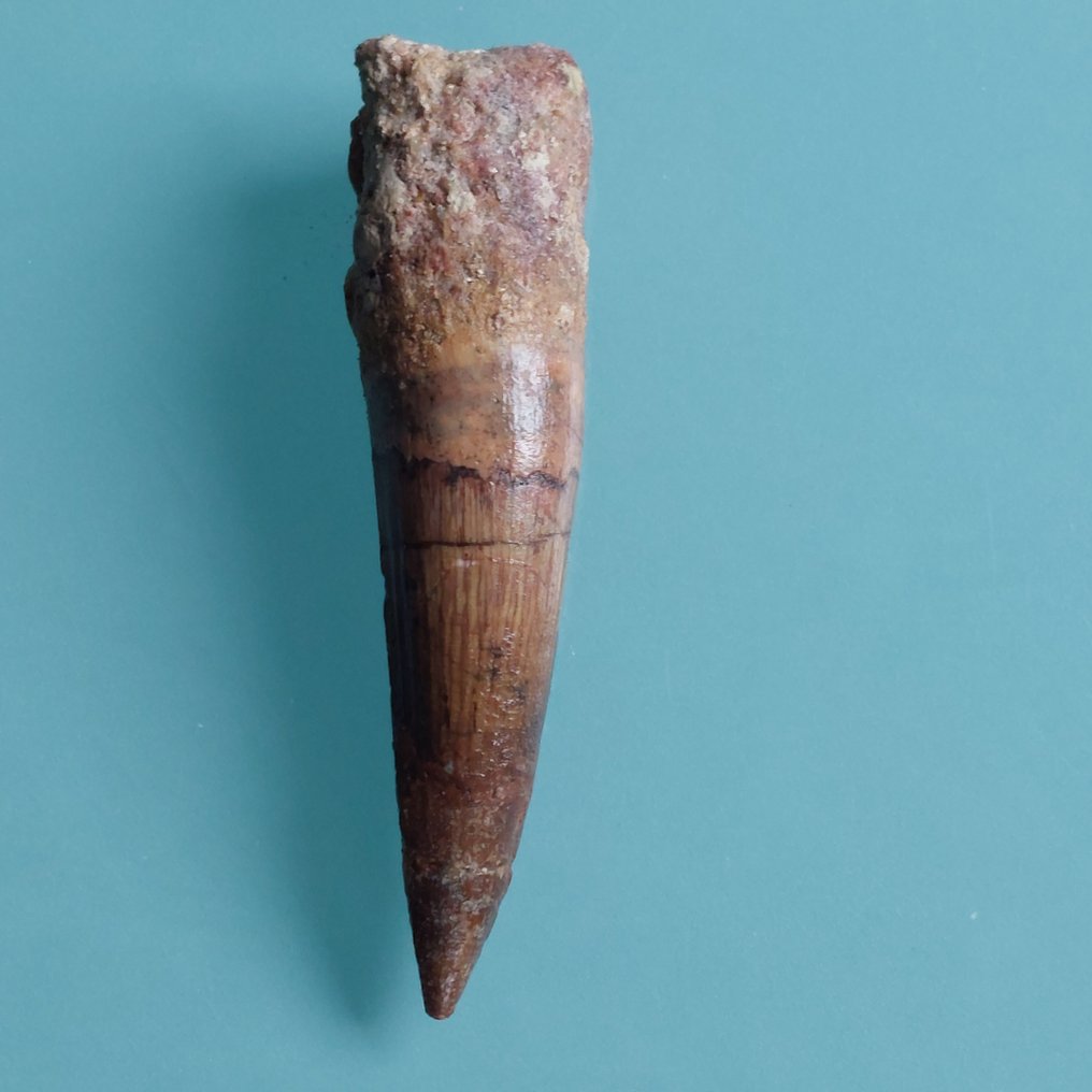Dinosaur - Fossil tooth - Spinosaurus aegyptiacus - 98 mm - 23 mm #4.3