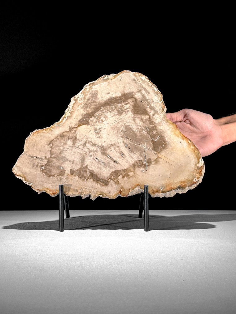 Υπέροχη φέτα απολιθωμένου ξύλου σε μια προσαρμοσμένη βάση. - Απολιθωμένο ξύλο  (χωρίς τιμή ασφαλείας) #1.0