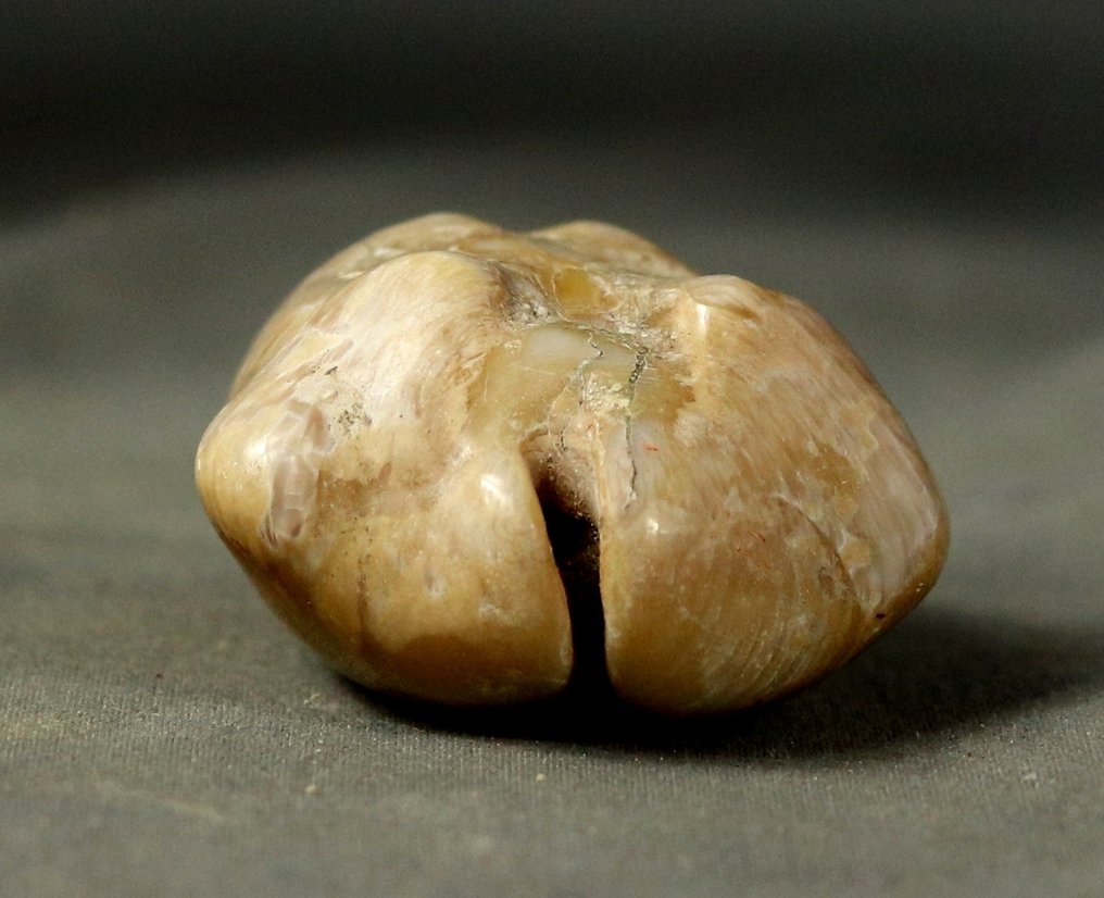 A big colorful fossil cowrie - Outstanding preservation - Fossilised animal - Barycypraea caputviperae - 50 mm (No Reserve Price) #2.1