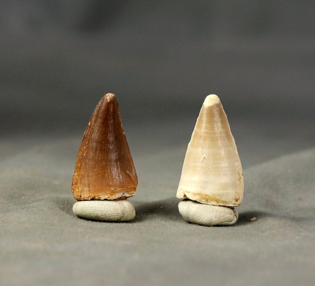 Denti di Mosasauro di grandi dimensioni - 2 specie - Dente fossile - Halisaurus  & Prognatodon anceps  (Senza Prezzo di Riserva) #1.0
