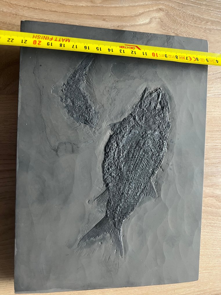 Fossilised animal - Asialepidotus shingyiensis - 23.6 cm - 17.5 cm #3.2