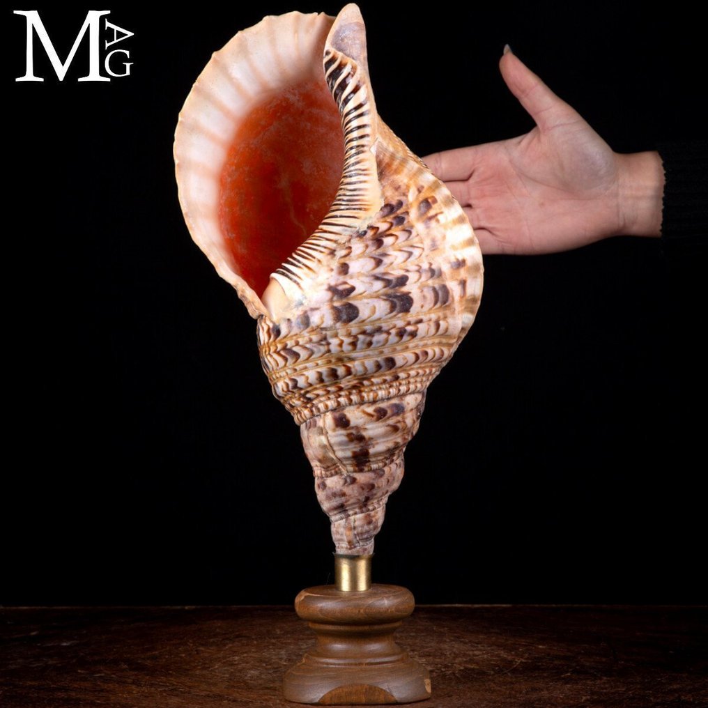 查诺尼亚属的贝壳 - 查诺尼亚属的贝壳 - 优雅的木质和黄铜底座 - 巨型海神 - 高度: 394 mm - 闊度: 175 mm- 817 g #1.0