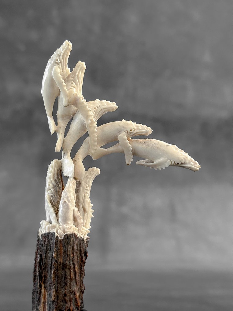 Talla, NO RESERVE PRICE - Blue Whales carving from Deer Antler on a custom stand - 17 cm - Cornamenta de ciervo - 2025 #3.2