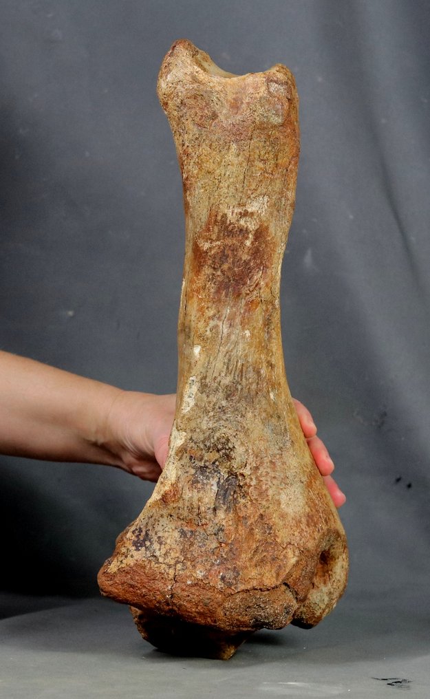 Enorme osso della gamba di un rinoceronte lanoso - Animale fossilizzato - Coelodonta antiquitatis - 37 cm #1.0