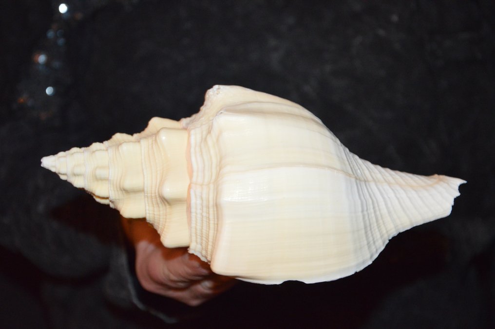 Sea Snail Κοχύλι - S-04 TURBINELLA ANGULATA (χωρίς τιμή ασφαλείας) #1.0