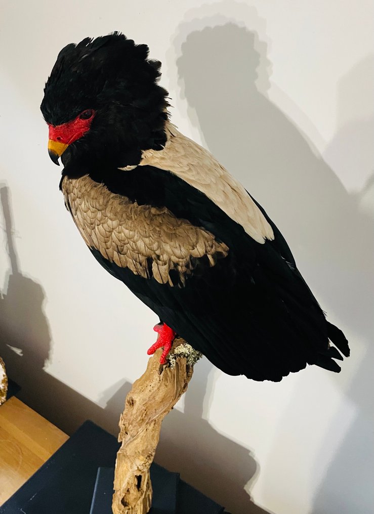 Aquila Allestimento tassidermico a corpo intero - Terathopius Ecaudatus - 1 m - 50 cm - 30 cm - CITES Appendica II - Allegato B nell'UE - 1 #3.2