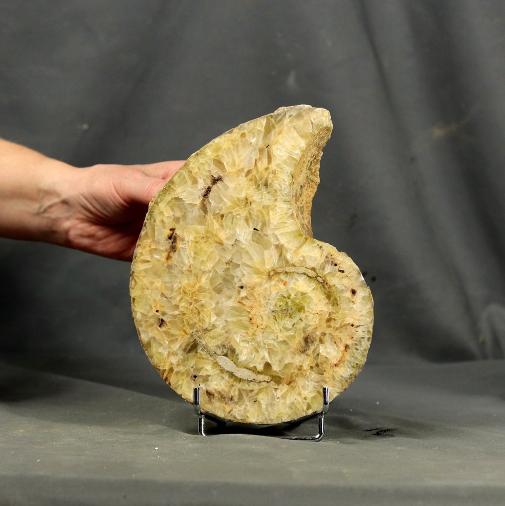 Big sawed nautiloid showing Green calcite and sypho - Outstanding - Fossilised animal - Cenoceras sp. - 20 cm #1.0
