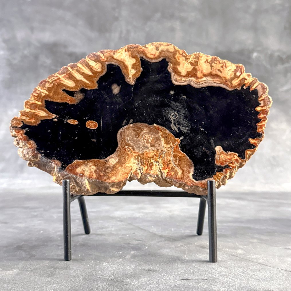 令人惊叹的化石木片,放置在定制底座上。 - 化石木材 (没有保留价) #2.1