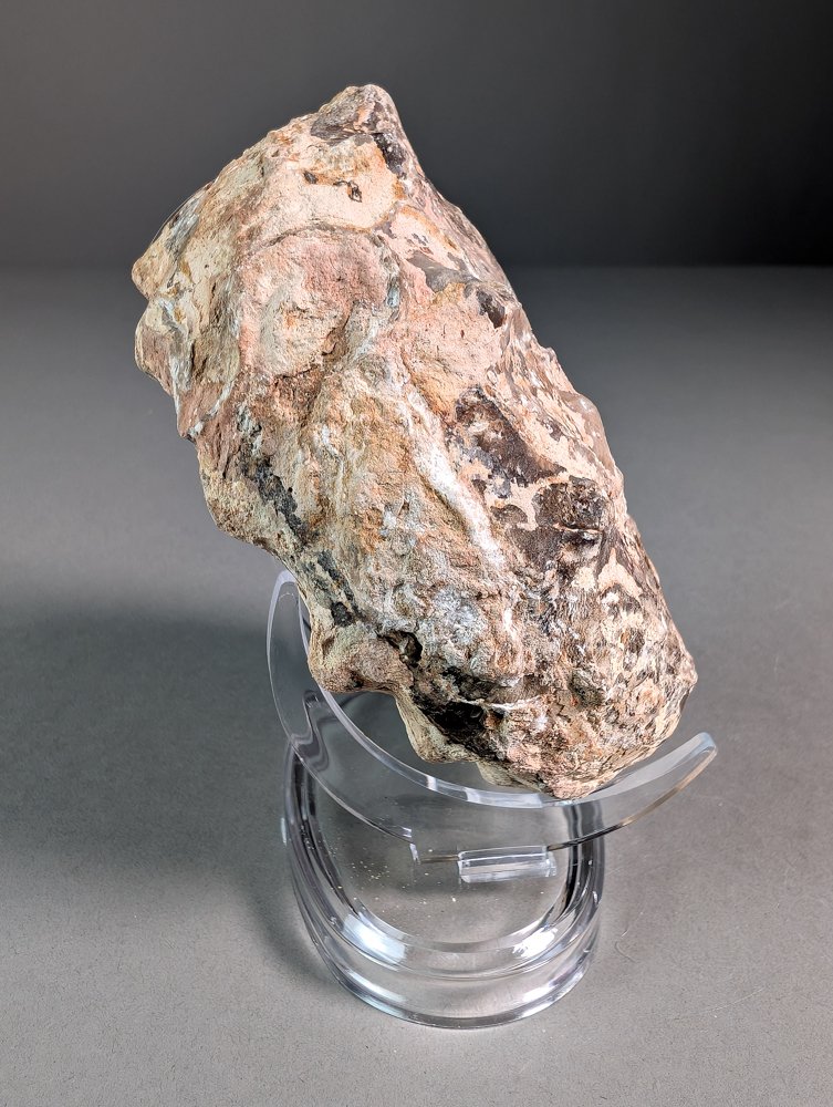 Unusual Ammoite - Fossilised shell - Rachophyllites sp. - 12 cm - 10.5 cm  (No Reserve Price) #3.2