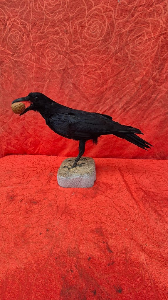 Corneille noire Allestimento tassidermico a parete - Corvus corone - superbe réalisation d'un spécimen adulte - - 30 cm - 43 cm - 16 cm - Specie non CITES #1.0