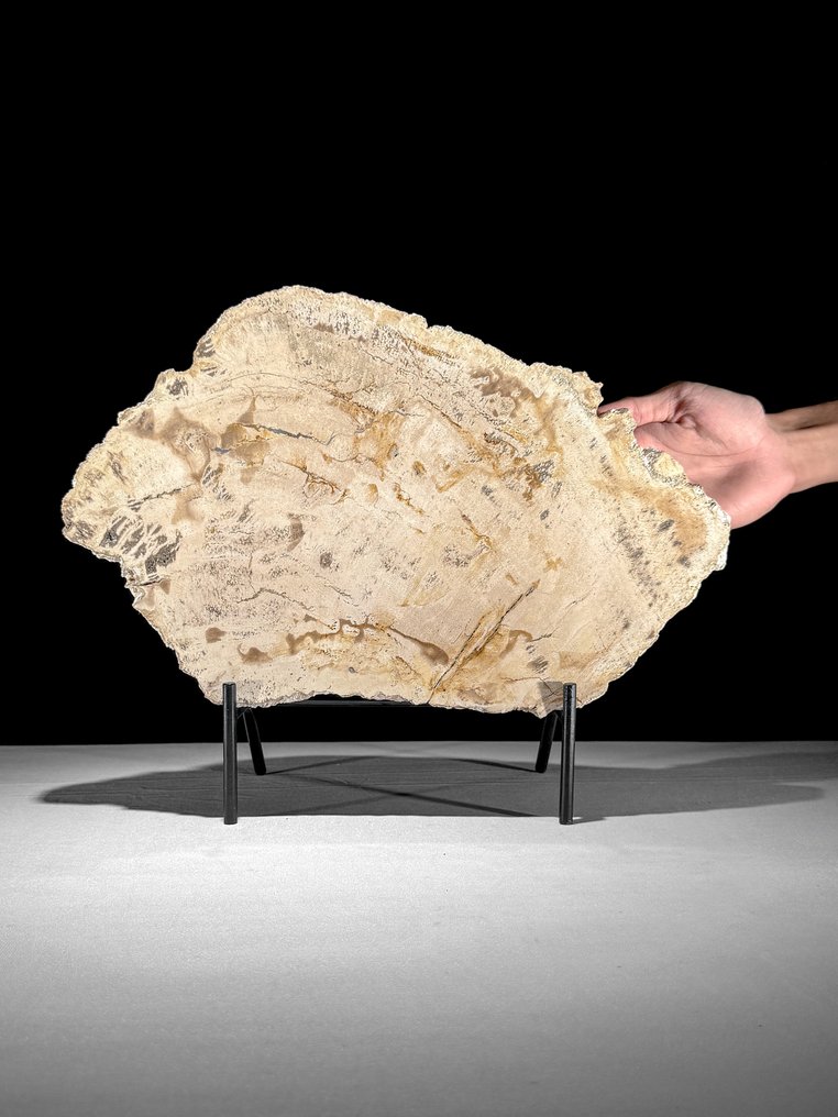 Wonderful Slice of Petrified Wood on a custom stand - Fossilised wood - 31.5 cm - 39.7 cm (No Reserve Price) #1.0