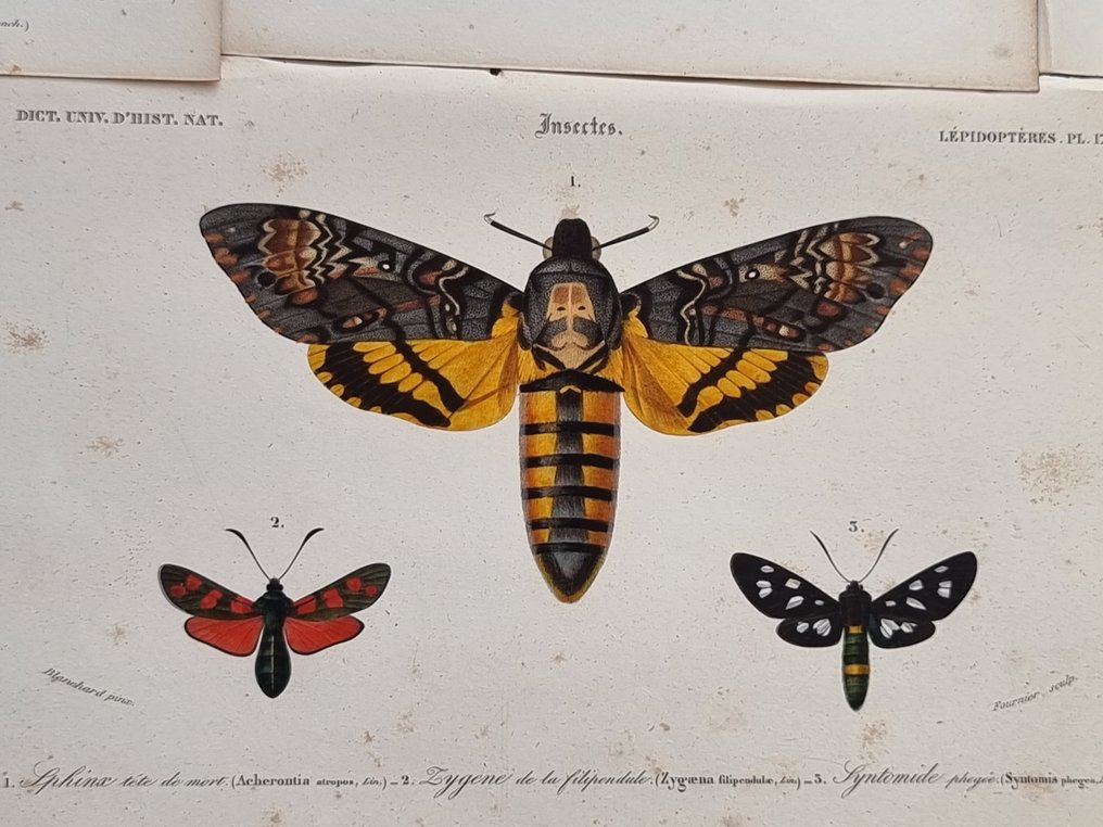 Charles Dessalines D'Orbigny - Lot. of 7 plates - Dictionnaire Universal d'Histoire Naturelle - Zoologie & Botanique - 1849 #2.1