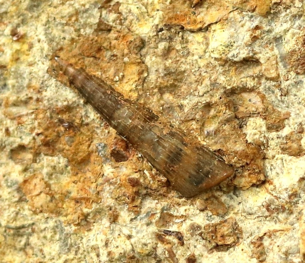 Een zeldzame Trias-marine reptiel tand - Gefossiliseerd dier - Tanystropheus sp  (Zonder Minimumprijs) #1.0