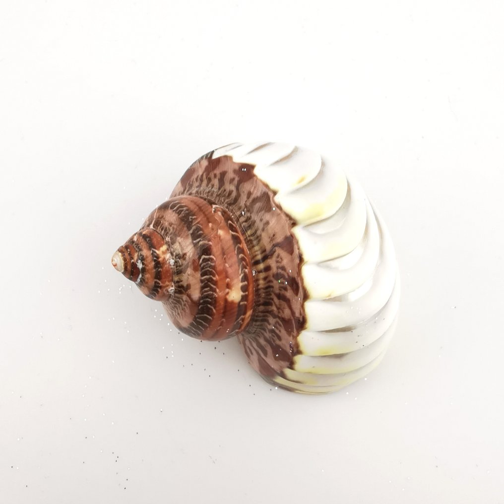 Σκηνή γέννησης - Μητέρα του μαργαριταριού, Τούμπα πεθολάτου καφέ ραβδωτό μωβ - ιταλική χειροτεχνία #1.0