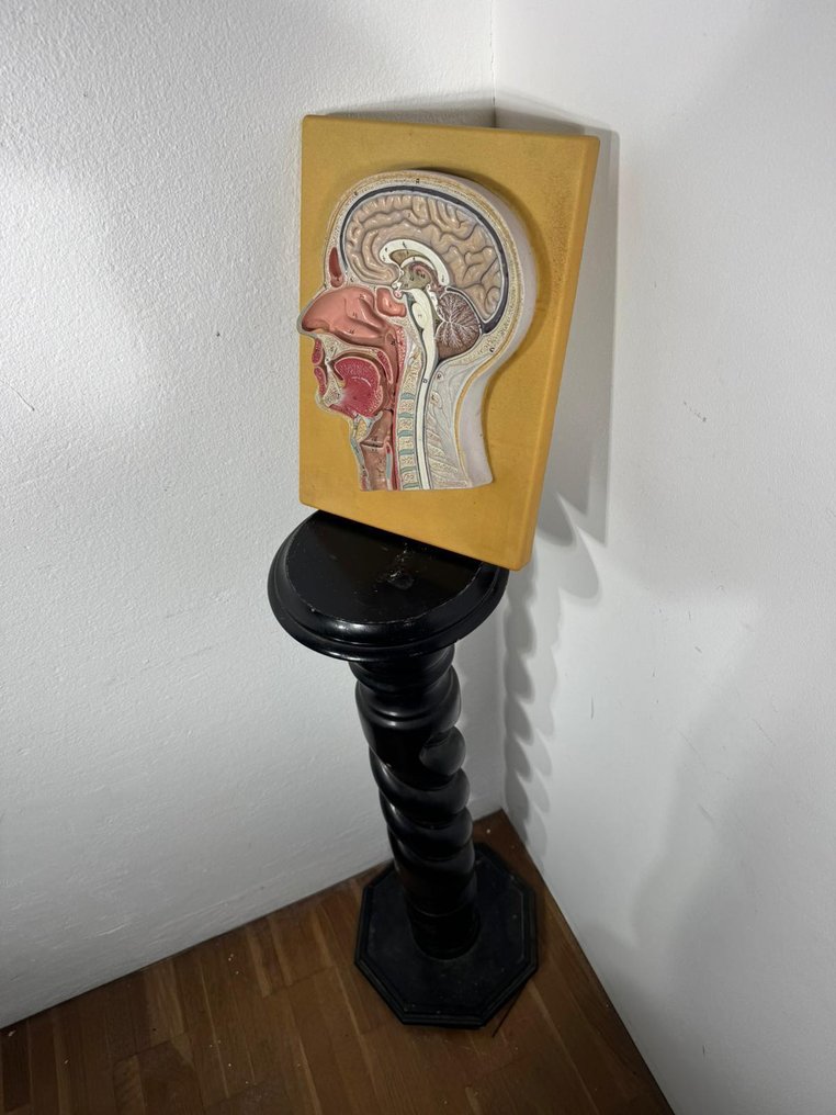 Anatomical model - Resin, Plastic - 1970-1990 - Dissection of the head - Anatomical Model #1.0