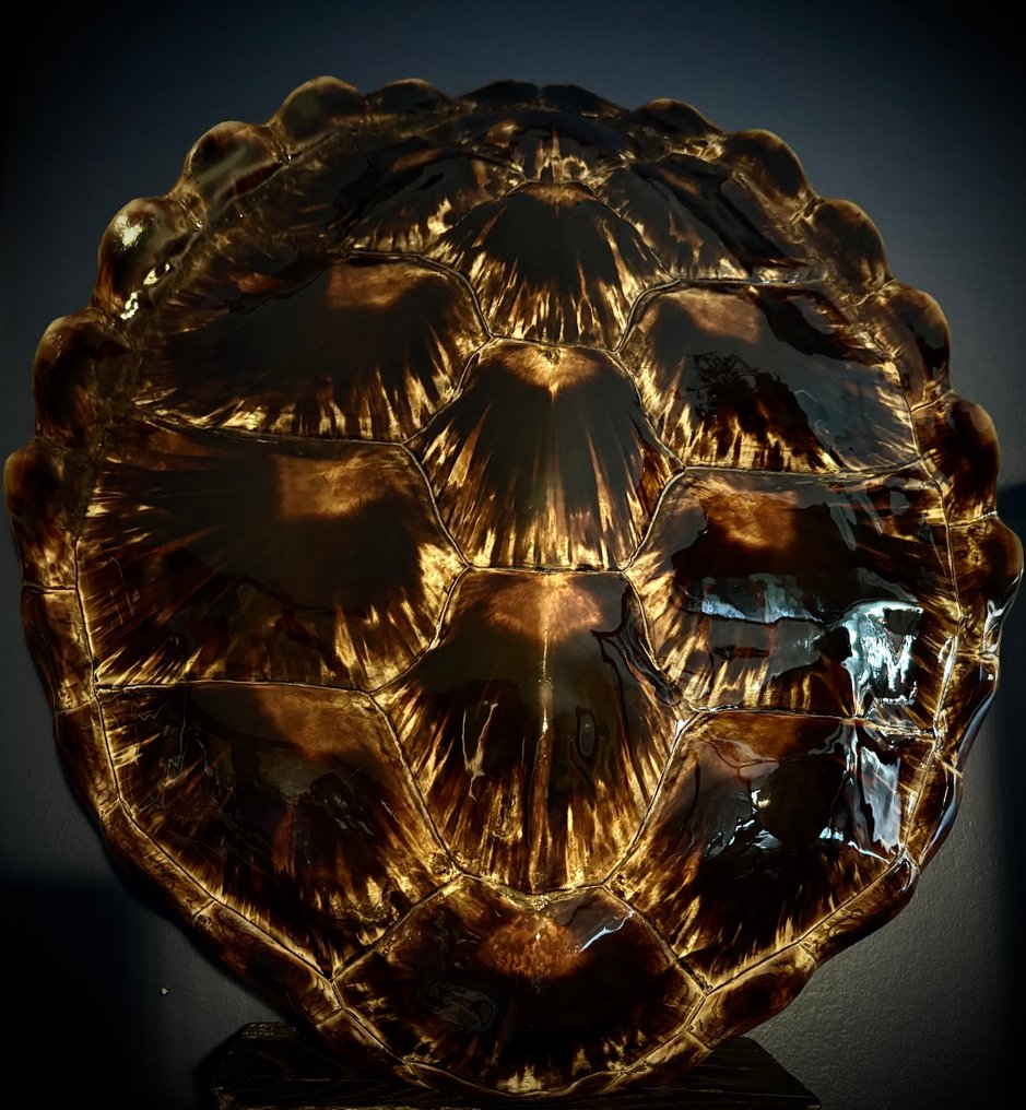 karapaks żółwia Karapaks - Chelonia mydas - 46 cm - 41 cm - 0 cm - CITES - załącznik I - A w UE - 1 #2.1