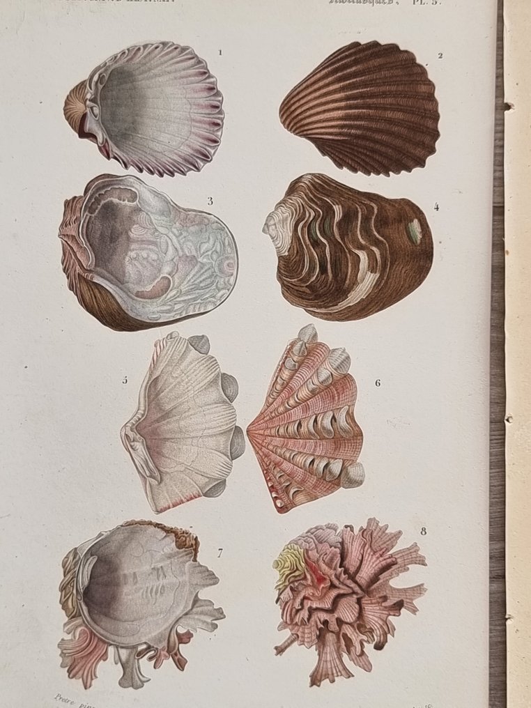 Charles Dessalines D'Orbigny - Lot. of 7 plates - Dictionnaire Universal d'Histoire Naturelle - Zoologie & Botanique - 1849 #3.2