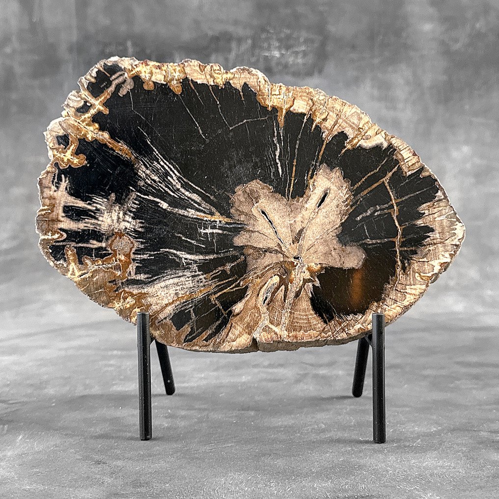 Fetta mozzafiato di legno pietrificato su supporto - Legno fossile (Senza Prezzo di Riserva) #2.1