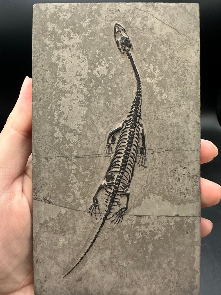 海洋爬行動物 - Fossil matrix - Keichousaurus sp. - 15.3 cm - 8.5 cm  (沒有保留價) #2.1