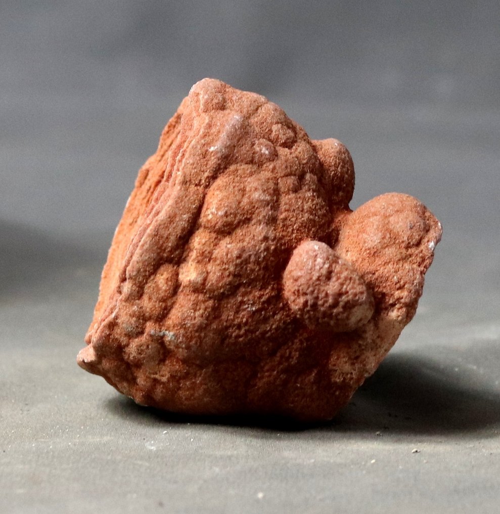 Decorative fossilized stromatolite - Fossilised plant - 6.3 cm (No Reserve Price) #2.1