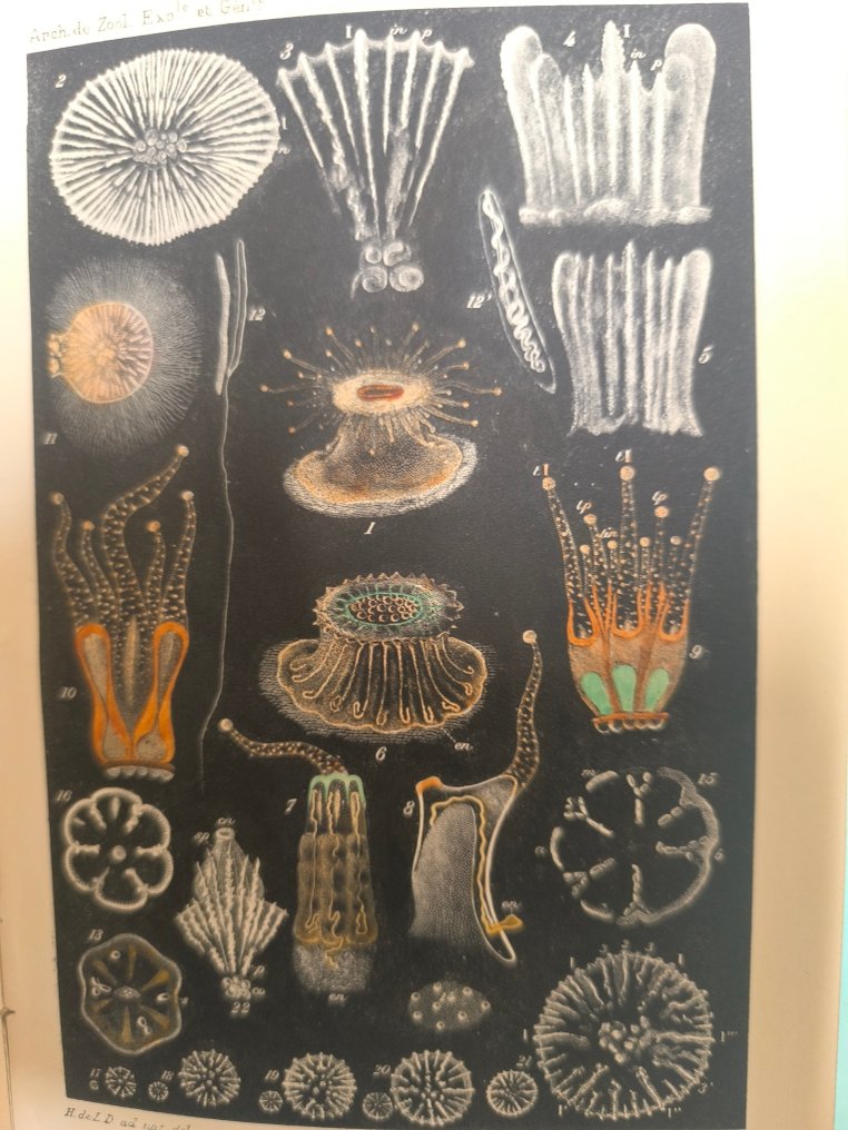 Henri de Lagaze-Duthiers - Archives de Zoologie expérimental et générale - 1892-1900 #1.0