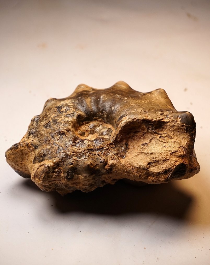 Ammoniet - Gefossiliseerd dier - Mammites nodosoides - 12 cm  (Zonder Minimumprijs) #3.2