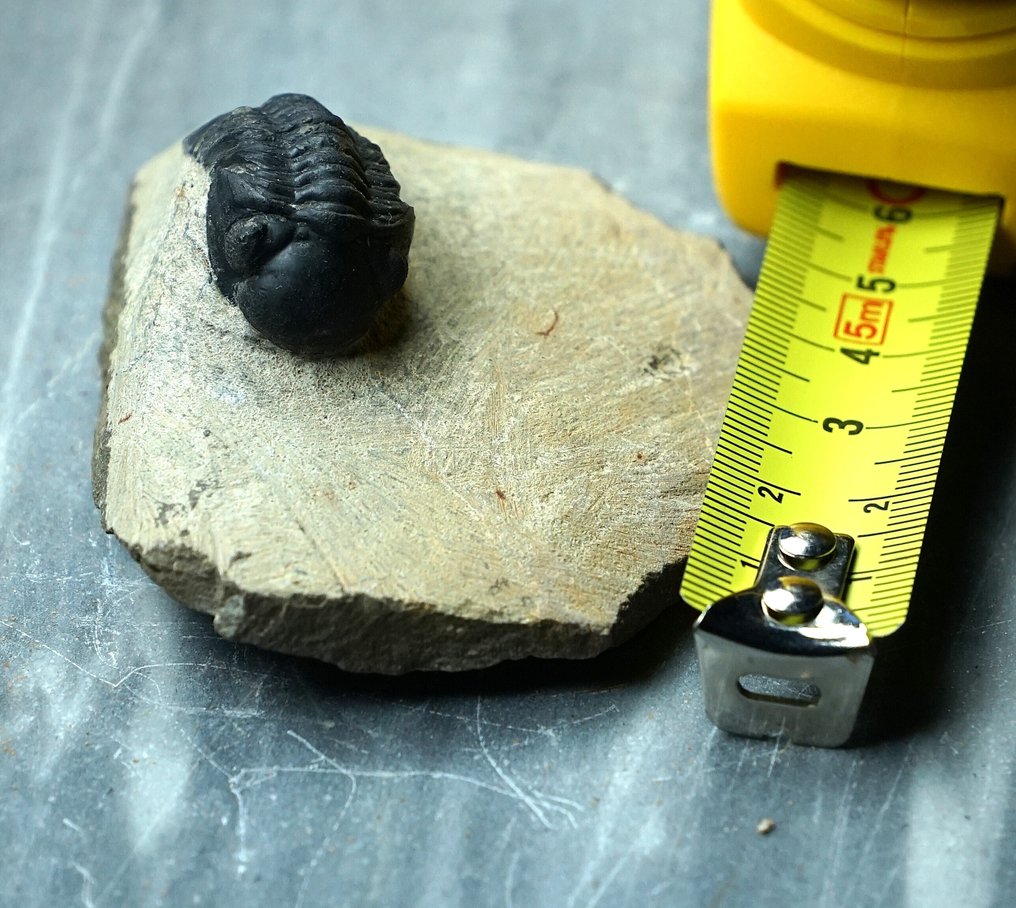 Trilobite - Fossilised animal - Phacops - 6 cm  (No Reserve Price) #2.1