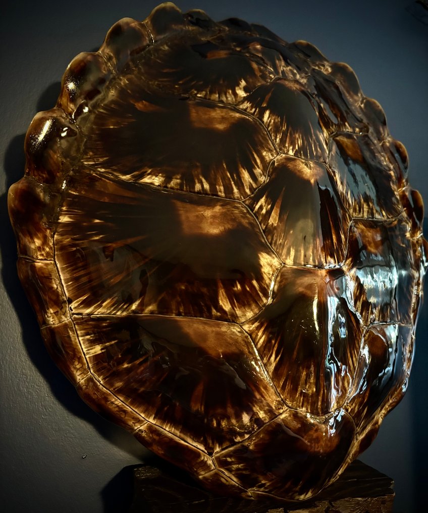 karapaks żółwia Karapaks - Chelonia mydas - 46 cm - 41 cm - 0 cm - CITES - załącznik I - A w UE - 1 #3.2