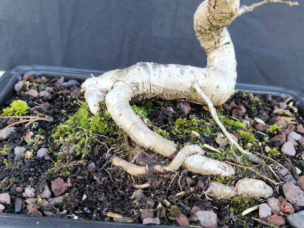 oak - Height (Tree): 34 cm - Depth (Tree): 27 cm - France #2.1