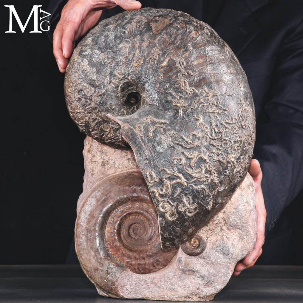 Poikkeuksellinen Toarcian Nautilus ja Hildoceras -fossiili – Suuri, Harvinainen ja Täysin - Kivettynyt simpukka - Nautilus fossile - Cenoceras sp. Hildoceras bifrons – Toarciano - 420 mm - 275 mm #1.0