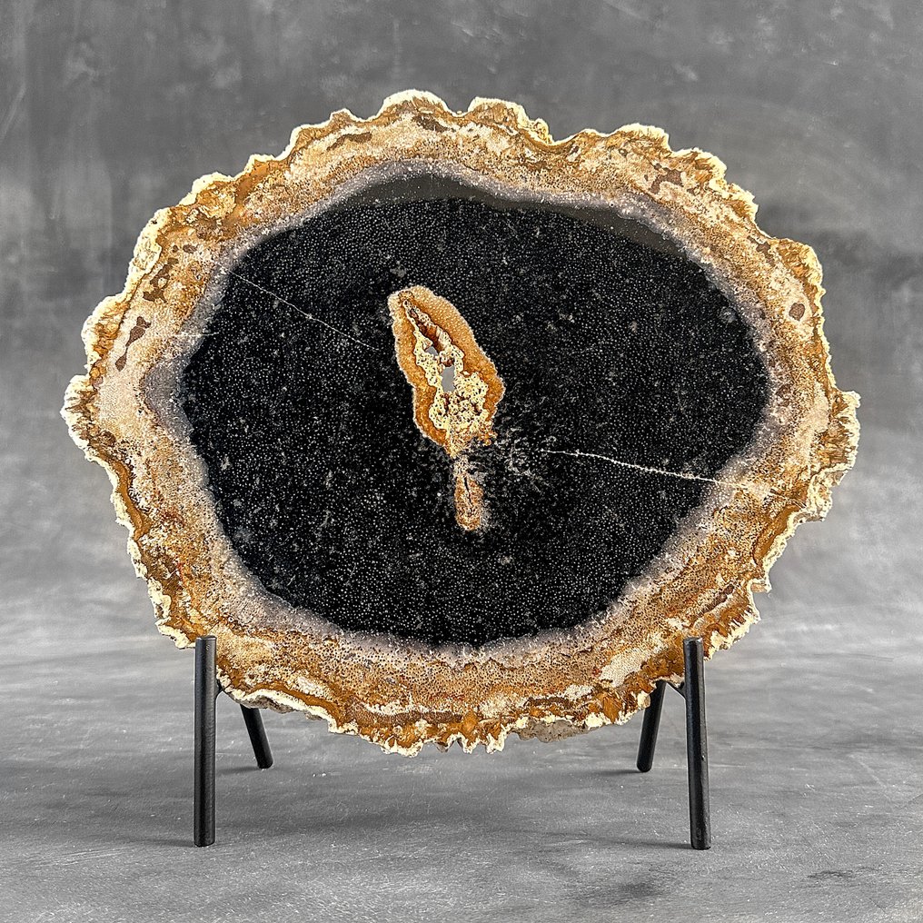 一块美丽的化石化棕榈根切片,放在定制的底座上。 - 化石木材 - Palma Fossile (沒有保留價) #2.1