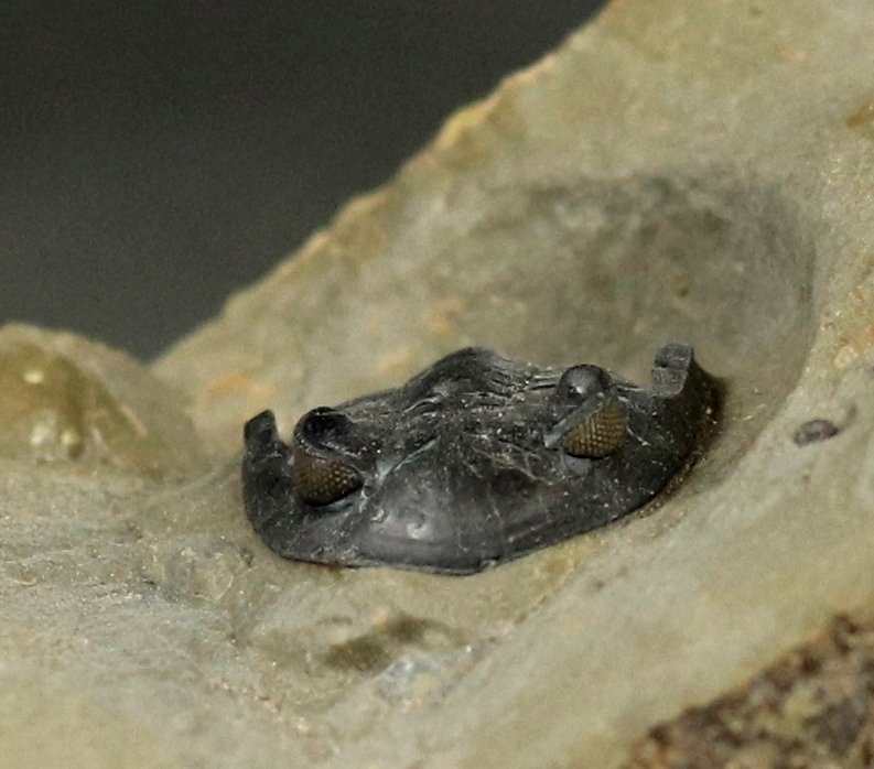 Il trilobite più fine con occhi perfetti. - Animale fossilizzato - Hollardops mesocristata  (Senza Prezzo di Riserva) #4.3