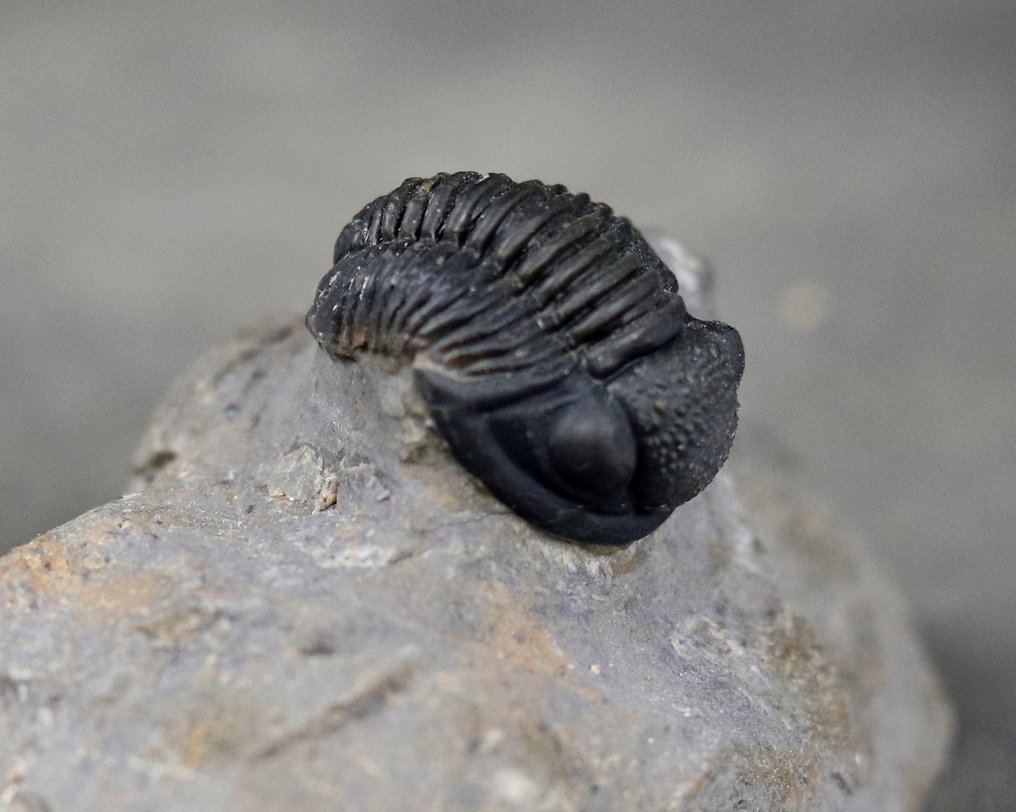 Kiváló minőségű trilobit. - Fosszilizálódott állat - Proetus granulosus  (Nincs minimálár) #2.1