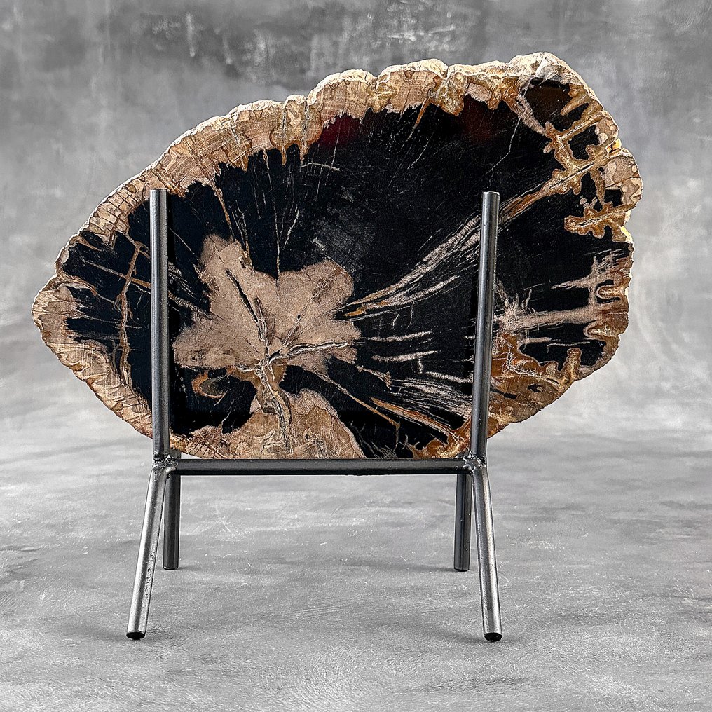 Fetta mozzafiato di legno pietrificato su supporto - Legno fossile (Senza Prezzo di Riserva) #1.0
