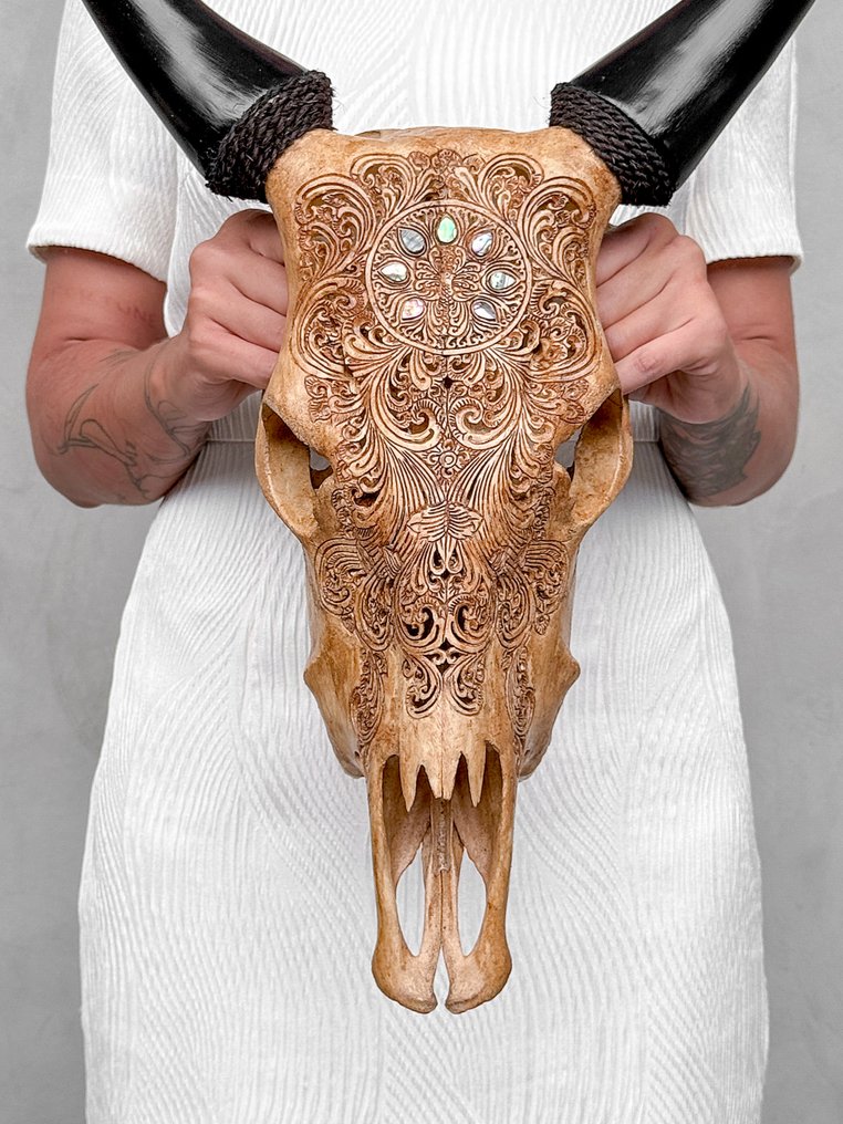 NO RESERVE PRICE - Hand Carved Brown Cow Skull -Peacock Motif with Green Abalone shell- Carved skull - Bos taurus - 54 cm - 43 cm - 15 cm- Non-CITES species - (1) #1.0